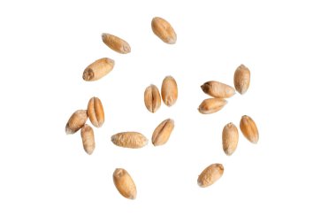 Beyaz arkaplanda izole buğday taneleri