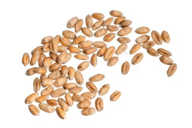 Beyaz arkaplanda izole buğday taneleri