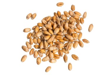 Beyaz arkaplanda izole buğday taneleri