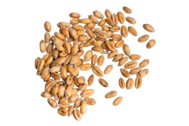 Beyaz arkaplanda izole buğday taneleri