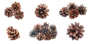 İzole edilmiş arkaplanda çam kozalakları