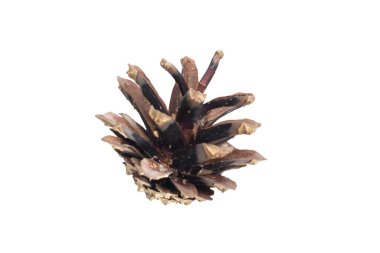 İzole edilmiş arkaplanda çam kozalakları