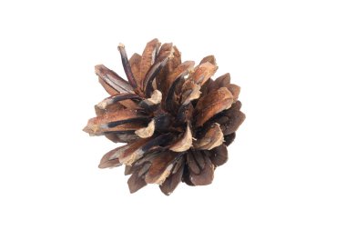 İzole edilmiş arkaplanda çam kozalakları