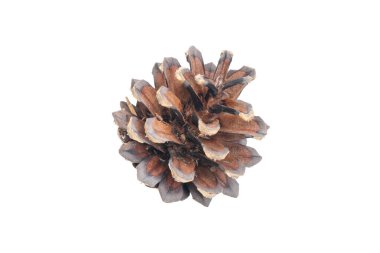 İzole edilmiş arkaplanda çam kozalakları