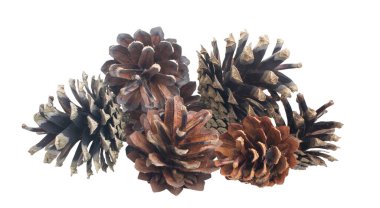 İzole edilmiş arkaplanda çam kozalakları