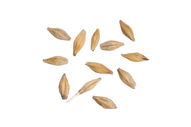 Beyaz arka planda arpa taneleri