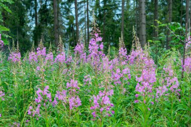 Ormanın arka planında menekşe çiçeği Epilobium parviflorum