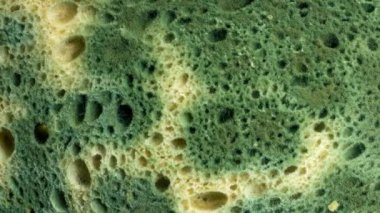 Ekmeğin üzerinde sarı ve yeşil küf. arkaplan