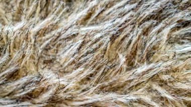  siyah ve kahverengi köpek kürkü. arkaplan veya doku