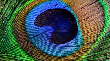 Bir tavus kuşunun renkli tüyleri. arkaplan veya doku