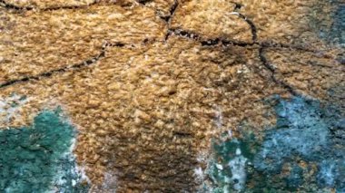 blue mold on old pine wood. background