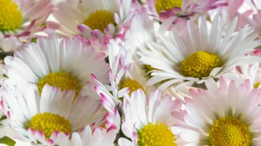  Görünür detayları olan papatya çiçekleri. arkaplan veya doku