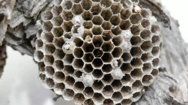 old wasp nest on white isolated background
