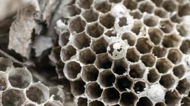 old wasp nest on white isolated background