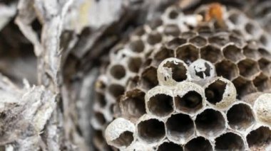 old wasp nest on white isolated background