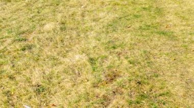 Çimlerin üzerinde yeşil yapraklı kuru sarı çimenler