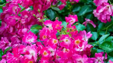 Yeşil yapraklı pembe gül çiçekleri