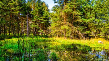 Ormanın ve gökyüzünün göldeki yansıması