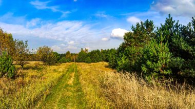 Güzel güneşli bir günde sonbahar ormanı boyunca yol.