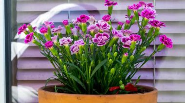 Pencere pervazındaki seramik kapta pembe karanfiller.