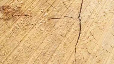 Görünür detaylarla çam ağacı dokusu