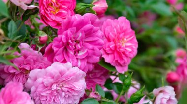 Arka plan yeşil yaprakların üzerinde pembe güller