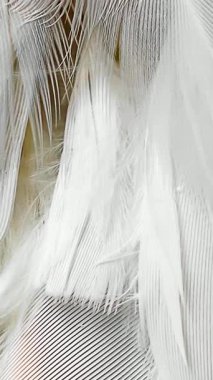 Beyaz ve kahverengi güvercin tüyleri. arkaplan veya doku