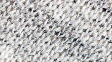 Görünür dokuması olan gri pamuk kumaş.