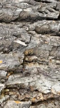 Görünür detaylarla meşe kabuğu. arkaplan
