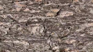 kahverengi çam kabuğu görünür bir dokuya sahiptir.