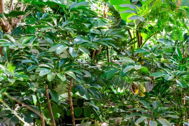 Tropikal ormanın yeşil bitkileri