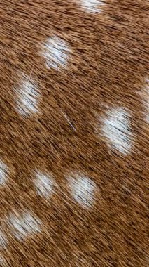 Kahverengi, bembeyaz lekeli geyik kürkü