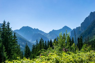 Polonya Tatra Dağları 'nın manzarası yeşilliğin arka planına karşı