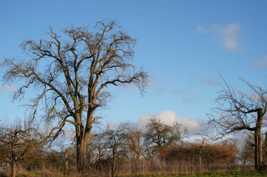 An old and mighty apple tree stands in the winter evening sun. The giant towers twice over the trees of the meadow orchard. The high grass glows yellow and is reminiscent of the steppe.
