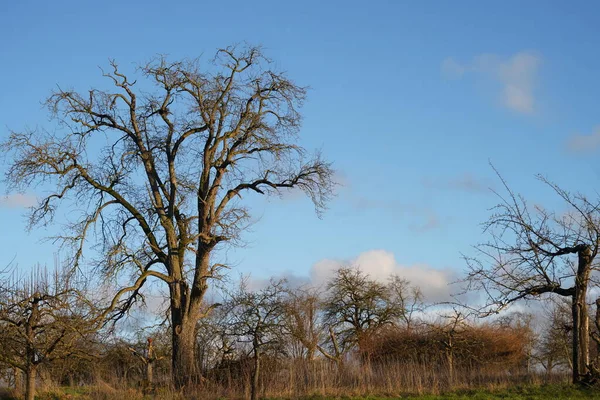 An old and mighty apple tree stands in the winter evening sun. The giant towers twice over the trees of the meadow orchard. The high grass glows yellow and is reminiscent of the steppe.