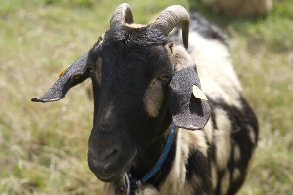 Eine Neugierig Gefleckte Ziege Nähert Sich Dem Betrachter Und Sieht — Stockfoto