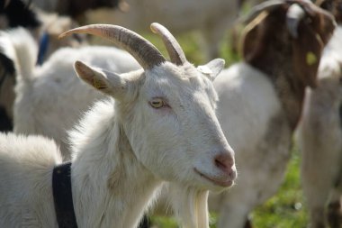 Parlak beyaz bir keçi ilgiyle izleyiciye bakar. Muhteşem bahar ışığı ceketi daha da parlatacak.