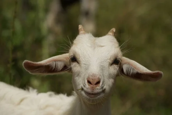 輝く白いヤギの子羊が日当たりの良い牧草地に立って 視聴者を注意深く見ています ヤギの鼻が濡れている 口は笑顔で 食べ物の茎は口の隅に突き出ているようです — ストック写真