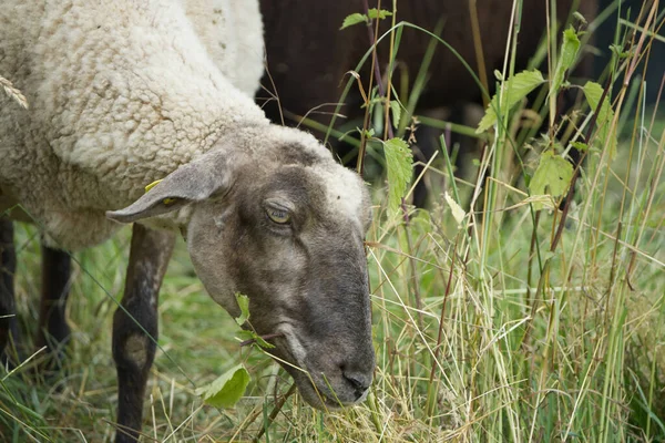 Uma Ovelha Jovem Com Uma Marca Escura Cabeça Está Dobrada — Fotografia de Stock