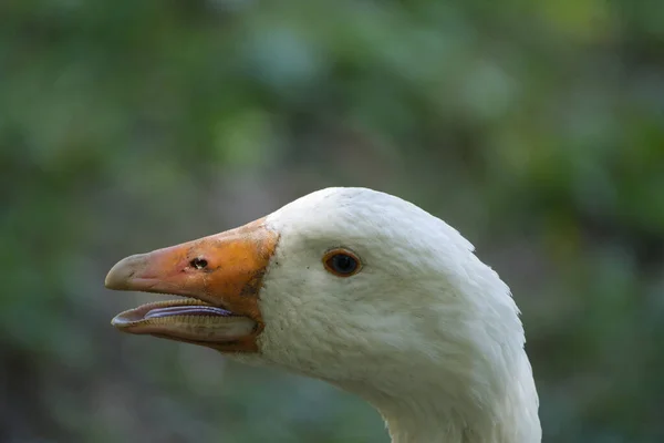 Głowa Białej Gęsi Dzwoni Podekscytowana Ostrzega Wszystkie Inne Zwierzęta Łące — Zdjęcie stockowe