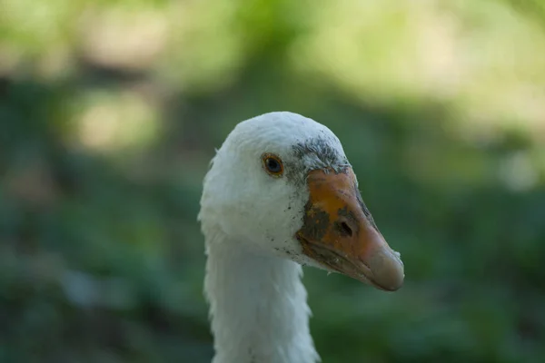 一幅家养白鹅的肖像 软软的羽毛和头顶的羽毛都有一点被池塘里的泥巴染成了颜色 但是这个傲慢的动物的蓝眼睛却奇迹般地闪闪发光 — 图库照片