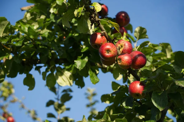 The old apple tree bears tempting bright red apples. The fruits hang almost unreachably high above the viewer