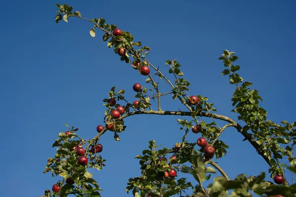 Yaşlı elma ağacının dalları izleyicinin kafasının üzerinde bükülür. Güneşte parlayan bir sürü kırmızı elma taşır. Gökyüzü mavi ve bulutsuz