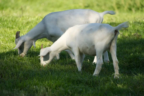 Two White Goat Lambs Grazing Close Together Lush Meadow Synonym — Stock Photo, Image