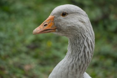 Gri bir kaz gölette yıkandı ve büyük bir ilgiyle izleyiciye bakıyor.