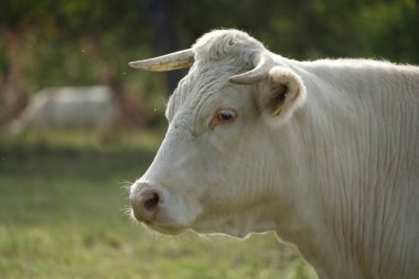 Çayır üzerinde bir Charolais sığırı profilde duruyor ve gözlemciye bakıyor. Akşam ışığı beyaz kürkü tam anlamıyla parlatıyor.
