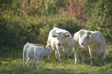 Önde kar beyazı bir Charolais buzağı duruyor. Heybetli baba ortada ve yanında başını buzağıya doğru çeviren gururlu anne. Aile ve türe uygun hayvancılık sembolü..