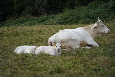 İki kar beyazı Charolais buzağı annelerine yakın çimenlerde uyukluyorlar. Yavrunun biri izleyiciye ilginç bir şekilde bakıyor, diğeri kafasını uyanık buzağının üzerine koyuyor ve mışıl mışıl uyuyor. İnek otlakta gözleriyle rahatça uzanıyor.