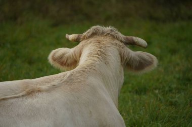 Bir Charolais ineği çayırda yatar ve izleyiciye arka görüşünü gösterir. İlgilenmemek ve bir şeyden yüz çevirmenin eşanlamlısı.