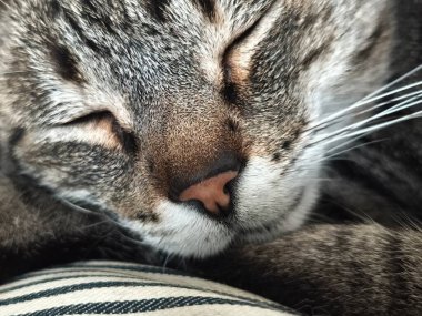 Yeni bir gün başlıyor. Gri çizgili bir kedi kanepede mışıl mışıl uyuyor. Küçük pembe buruna odaklanmış, gözlerini sıkıca kapatmış ve rahatsız edilmemiş.